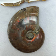 Natural Ammolite Fossil Display 75.66g 61.8 by 51.8 by 19.2mm - Huangs Jadeite and Jewelry Pte Ltd