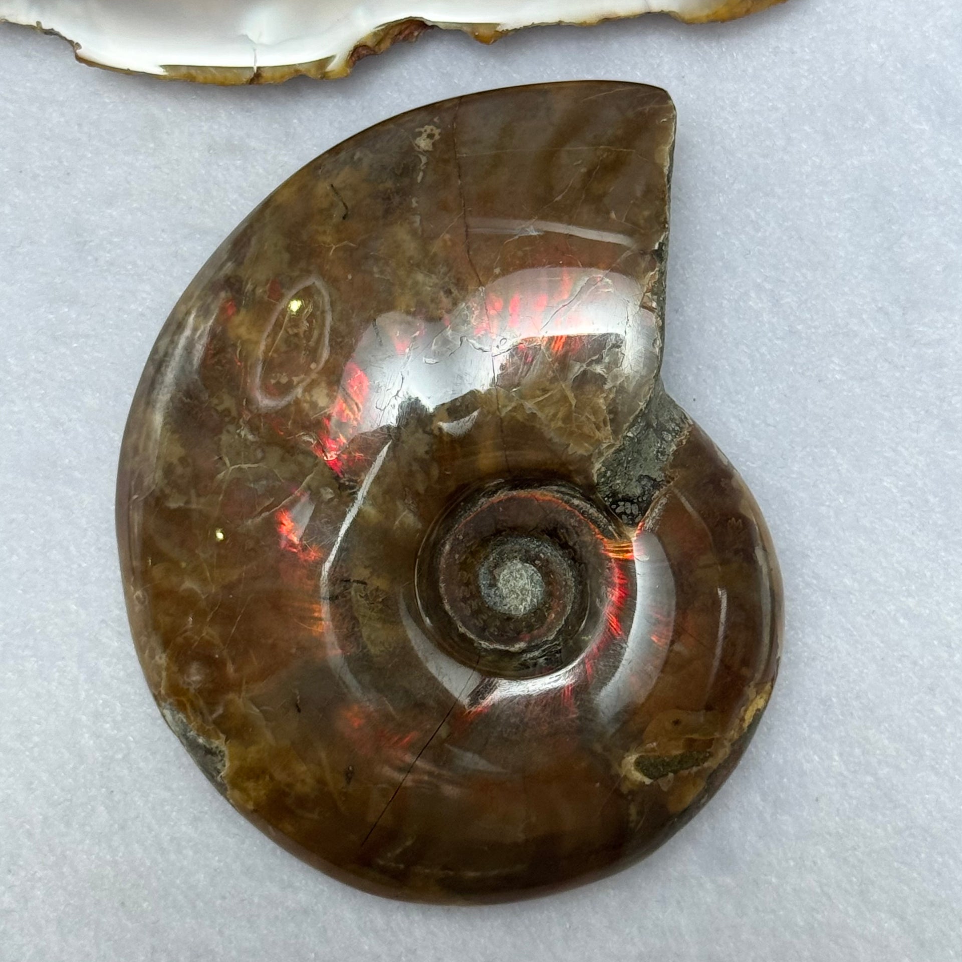 Natural Ammolite Fossil Display 110.82g 75.6 by 59.6 by 22.2mm - Huangs Jadeite and Jewelry Pte Ltd