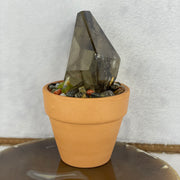 Natural Smoky Quartz in a Pot Display 506.5g 122.3 by 81.5 by 71.0mm - Huangs Jadeite and Jewelry Pte Ltd