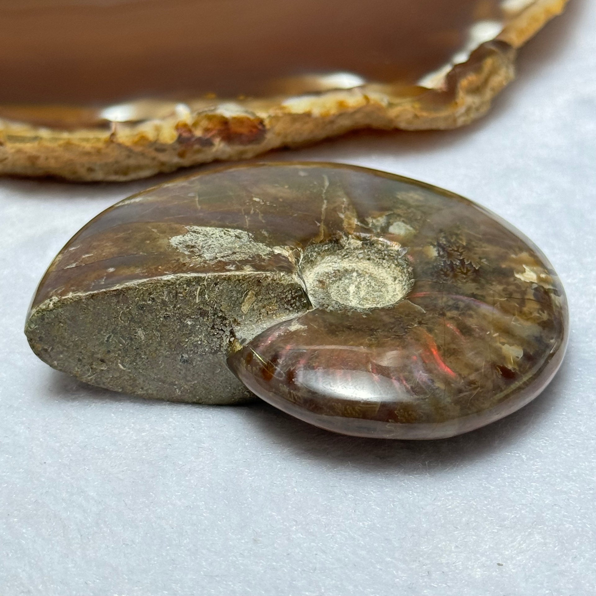 Natural Ammolite Fossil Display 71.86g 64.8 by 52.5 by 18.9mm - Huangs Jadeite and Jewelry Pte Ltd