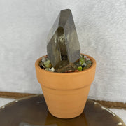 Natural Smoky Quartz in a Pot Display 506.5g 122.3 by 81.5 by 71.0mm - Huangs Jadeite and Jewelry Pte Ltd