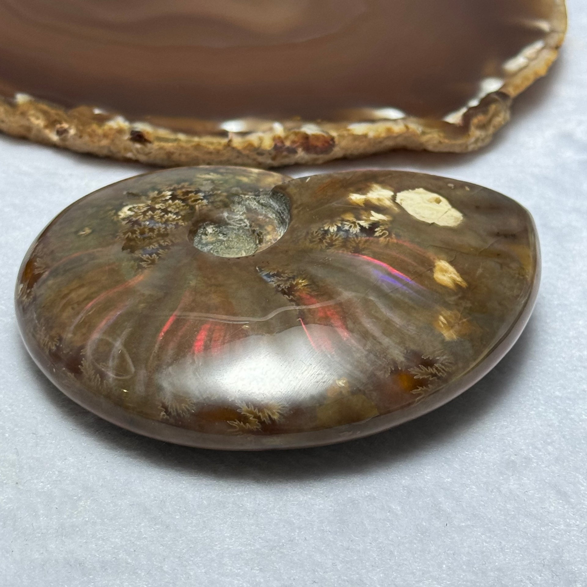 Natural Ammolite Fossil Display 197.55g 90.5 by 73.7 by 25.0mm - Huangs Jadeite and Jewelry Pte Ltd