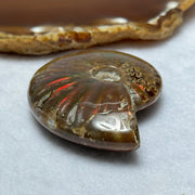 Natural Ammolite Fossil Display 51.53g 56.9 by 45.3 by 16.7mm - Huangs Jadeite and Jewelry Pte Ltd